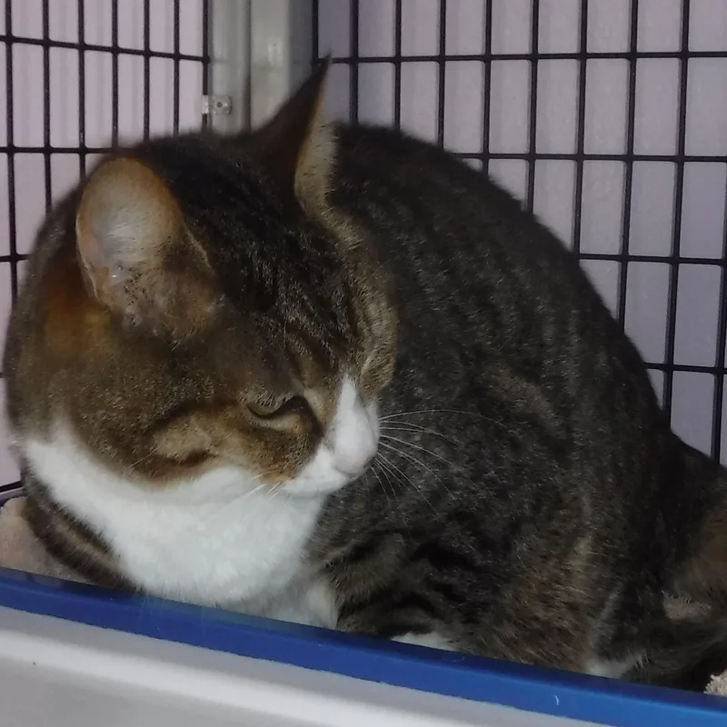 An adult large-sized female Tabby (Buff / Tan / Fawn) Tabby cat named Rae  Social And for adoption in Hoquiam, WA