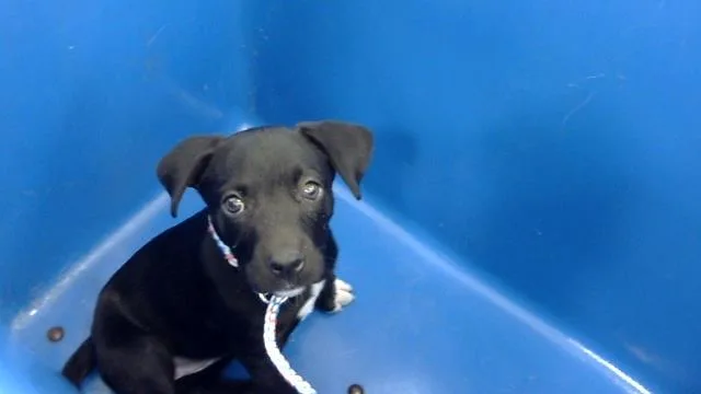 A baby medium-sized female Mixed Breed dog named Catalina for adoption in Dallas, TX