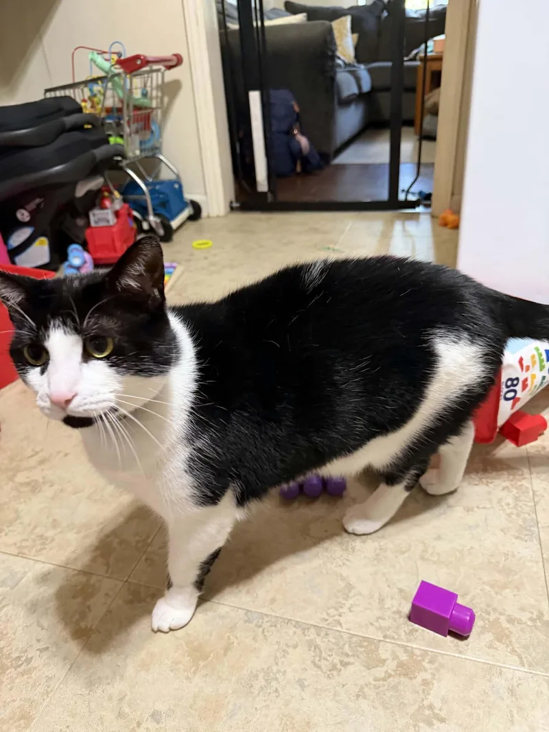 An adult large-sized male Tuxedo cat named Marley for adoption in Trinity, NC