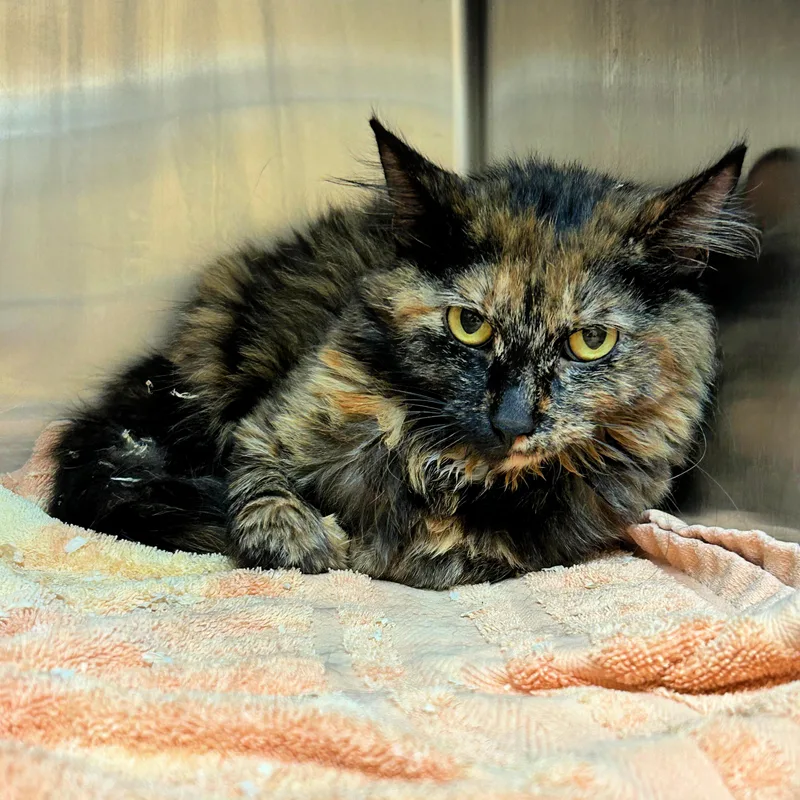 A young medium-sized female Tortoiseshell Domestic Long Hair cat named Pinto for adoption in Lindon, UT