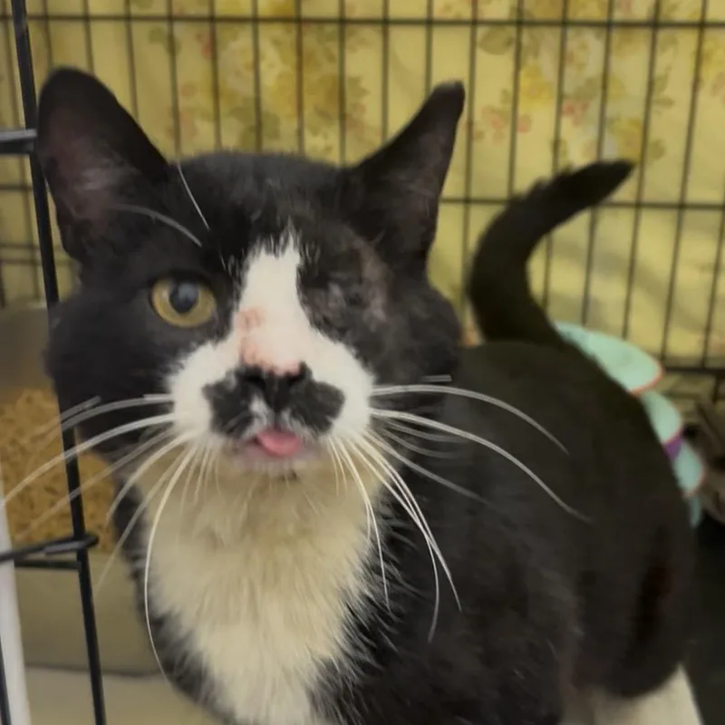 A senior large-sized male Black Domestic Short Hair cat named Johnny Ringo for adoption in Bismarck, ND