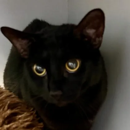 An adult medium-sized male Black Domestic Short Hair cat named Bear for adoption in Lansing, MI