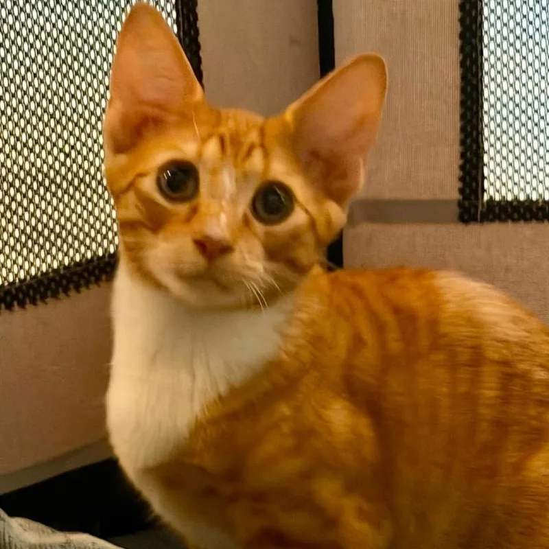 A baby small-sized male Orange / Red Domestic Short Hair cat named Tamarind for adoption in Long Island City, NY