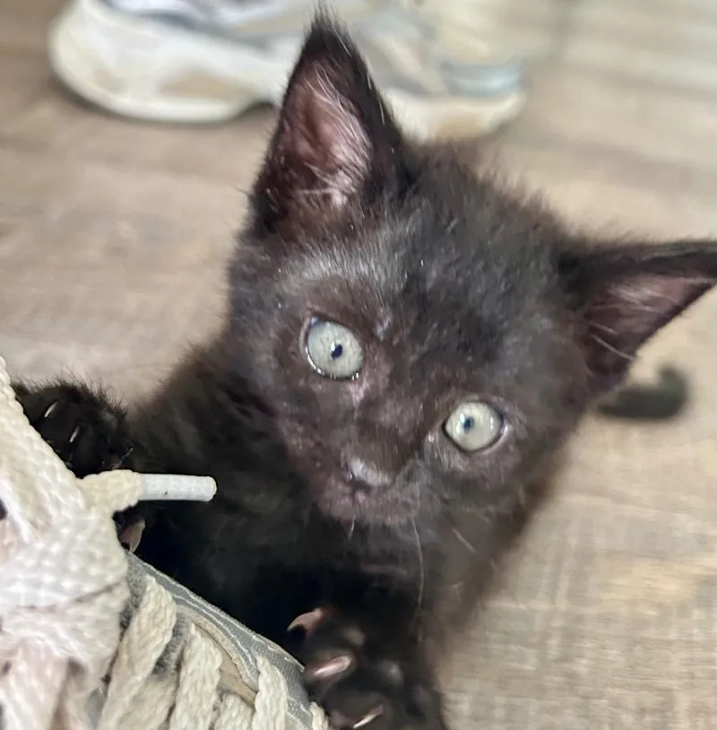A baby medium-sized female Domestic Short Hair cat named Bitty Baby for adoption in Greeneville, TN