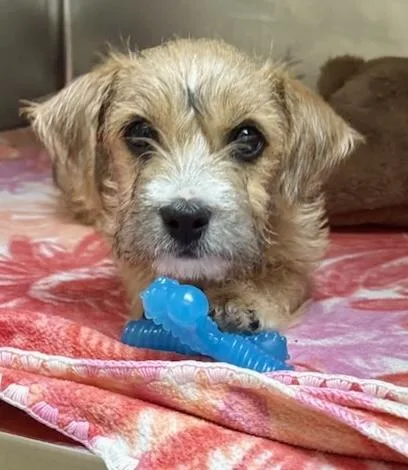 A baby small-sized female Yellow / Tan / Blond / Fawn Cairn Terrier dog named Pudding for adoption in Tifton, GA