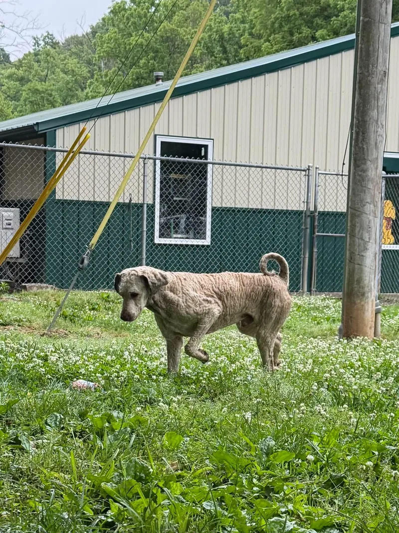 An adult medium-sized male Apricot / Beige Poodle dog named Micky for adoption in Leitchfield, KY