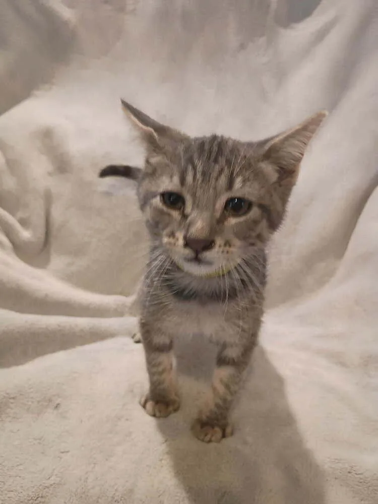 A baby small-sized male Gray / Blue / Silver Domestic Short Hair cat named Chilli for adoption in Metamora, IL