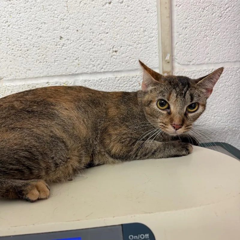 An adult medium-sized female Domestic Short Hair cat named Toastie for adoption in Edinburg, TX