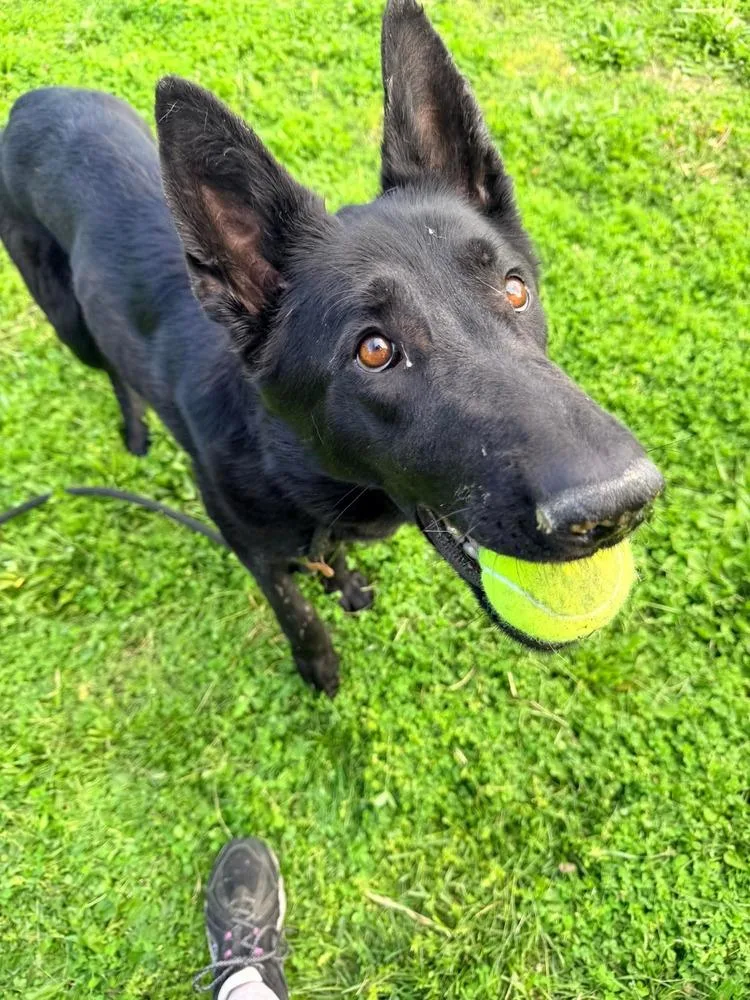 Javier