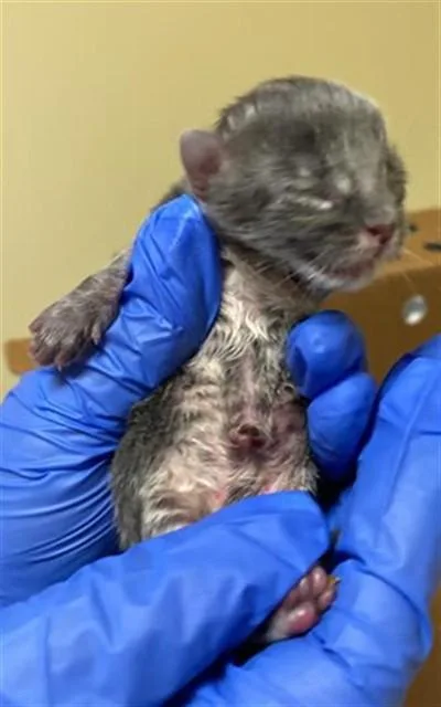 A baby small-sized male Domestic Short Hair cat named Tater for adoption in Sacramento, CA