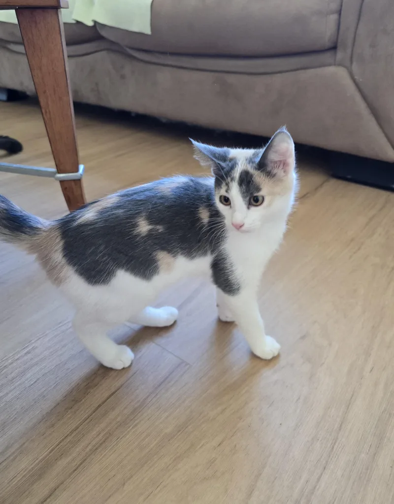 A baby medium-sized female Dilute Calico Domestic Short Hair cat named Zola for adoption in Fargo, ND