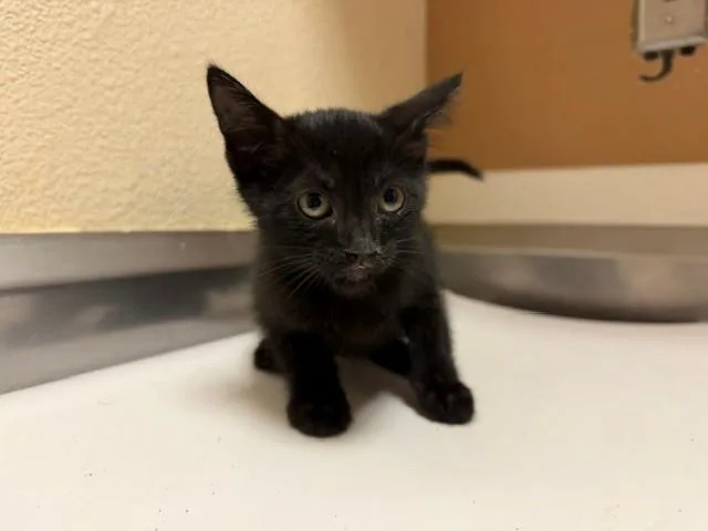 A baby small-sized female Domestic Short Hair cat named Sage for adoption in Fairfield, CA