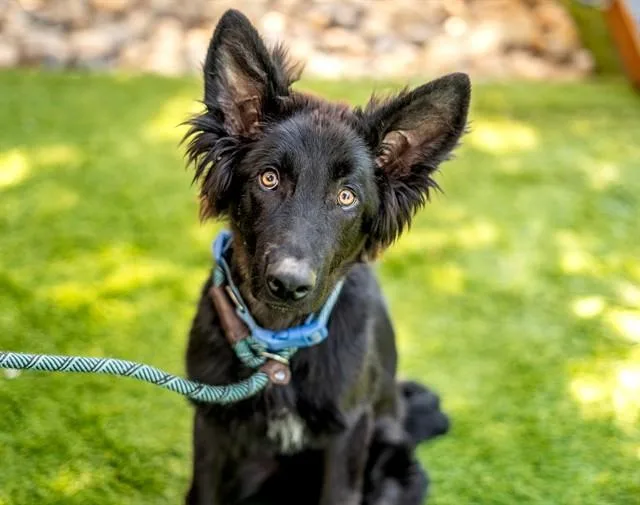 A young small-sized male German Shepherd Dog dog named Gus for adoption in San Jose, CA