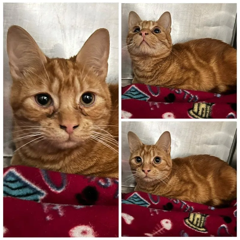 A young small-sized male Orange / Red Domestic Short Hair cat named Rocky for adoption in New York, NY