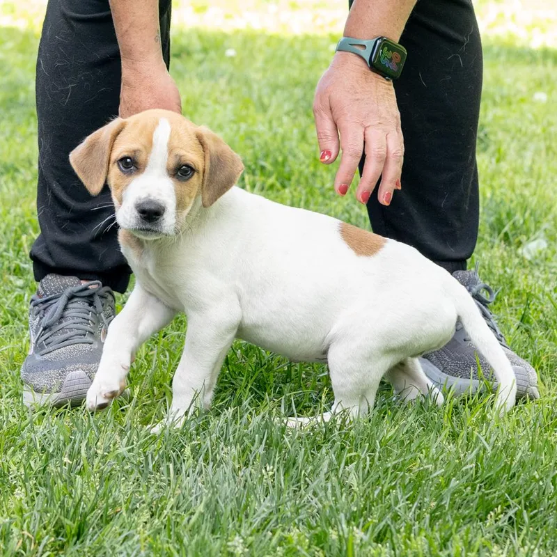 A baby medium-sized male White / Cream Saint Bernard dog named Monopolyavail for adoption in West Grove, PA