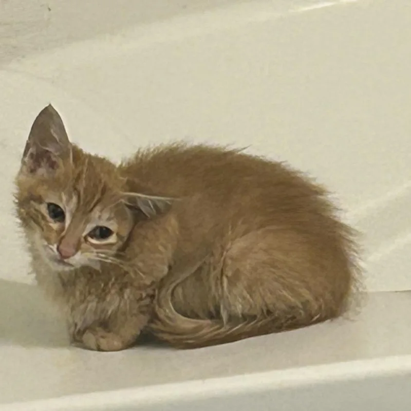 A baby small-sized female Gray / Blue / Silver Domestic Short Hair cat named Rocky Meowtains for adoption in Greensboro, NC