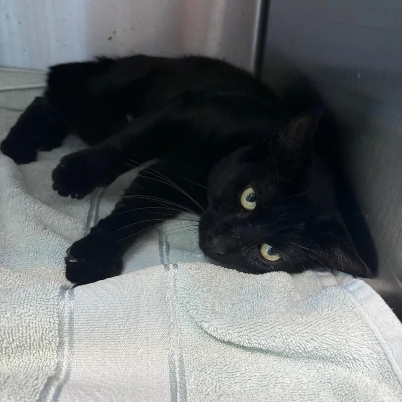 An adult medium-sized male Black Domestic Short Hair cat named Scooter for adoption in Englewood, FL