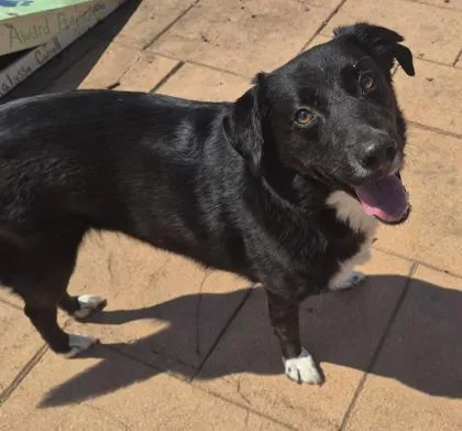 A young medium-sized male Border Collie dog named Castiel for adoption in Shreveport, LA