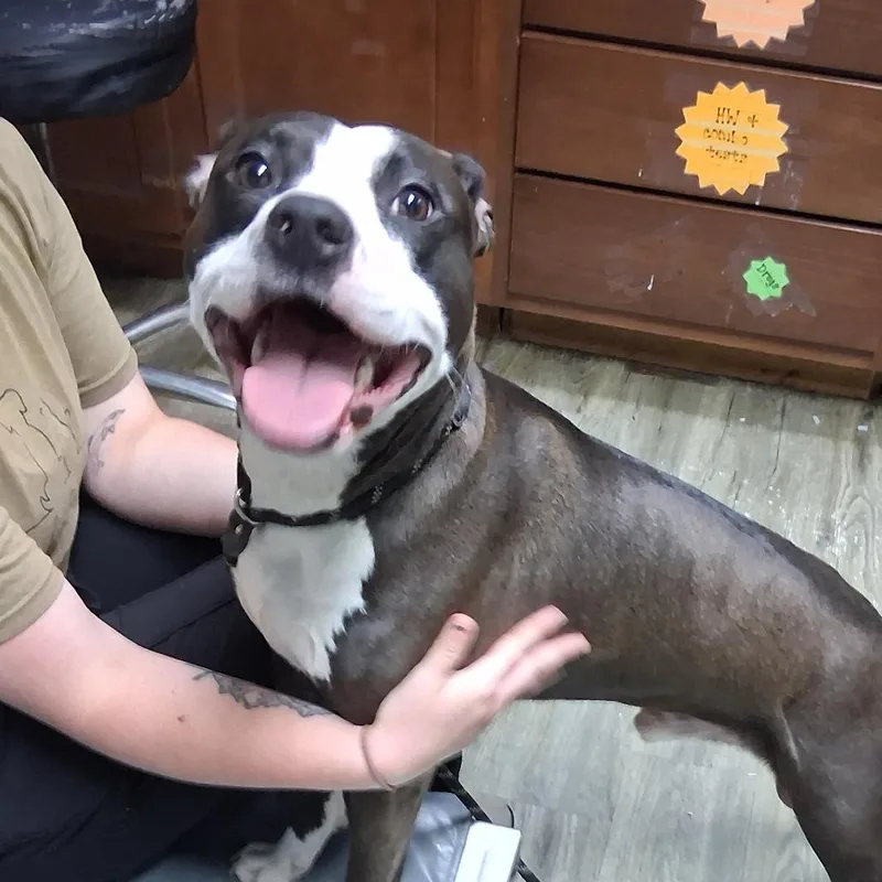 An adult medium-sized male Brown / Chocolate Mixed Breed dog named Jones for adoption in Summerville, SC