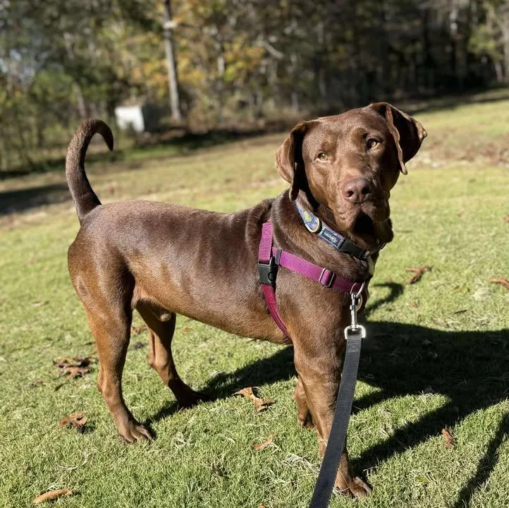 An adult large-sized male Brown / Chocolate Chocolate Labrador Retriever dog named Cameron for adoption in Grant, AL