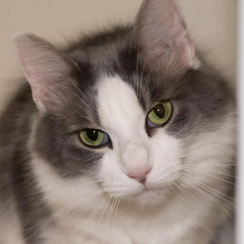 Princess Katie thumbnail 2