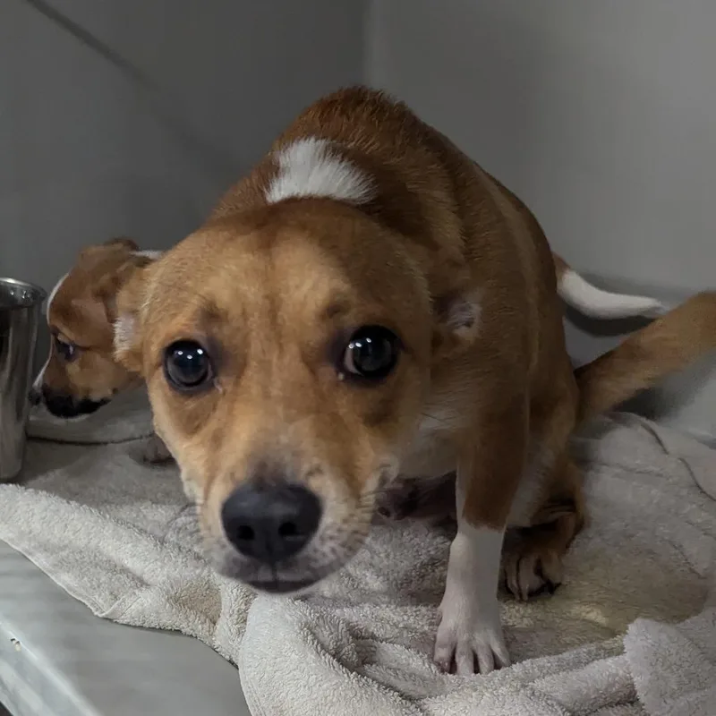 A young small-sized male Yellow / Tan / Blond / Fawn Jack Russell Terrier dog named Baloo for adoption in Charlottesville, VA
