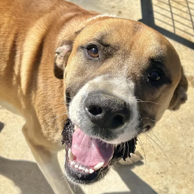 An adult large-sized male Yellow / Tan / Blond / Fawn Hound dog named Bama for adoption in Birmingham, AL