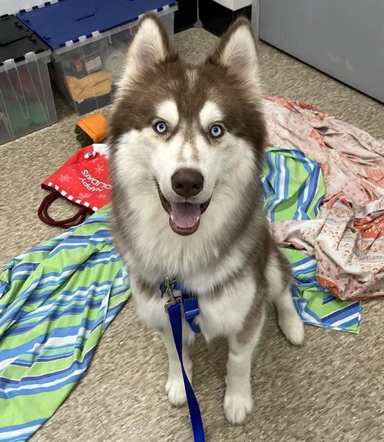 Wolfe