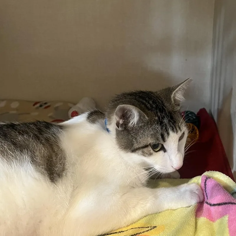 A young medium-sized male Brown / Chocolate Domestic Short Hair cat named Edgar for adoption in San Antonio, TX