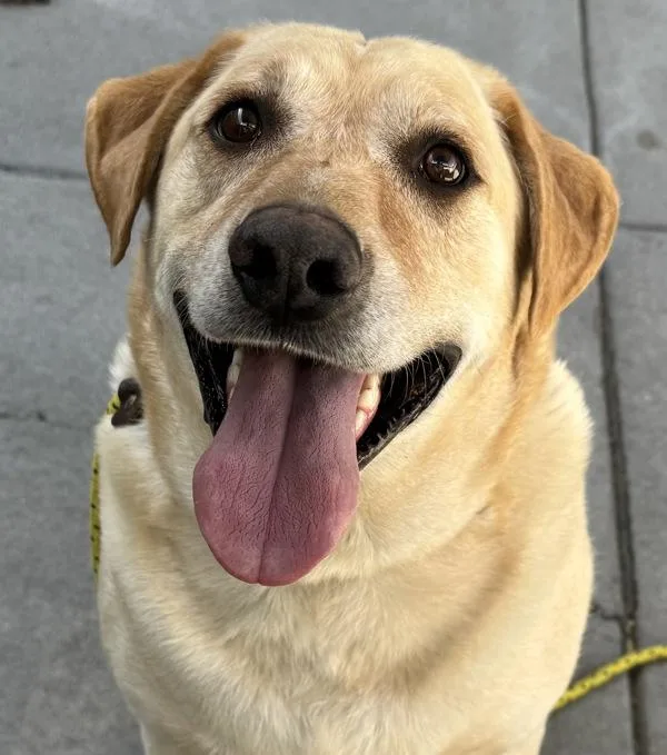A senior large-sized male Labrador Retriever dog named Grizzly for adoption in Salt Lake City, UT