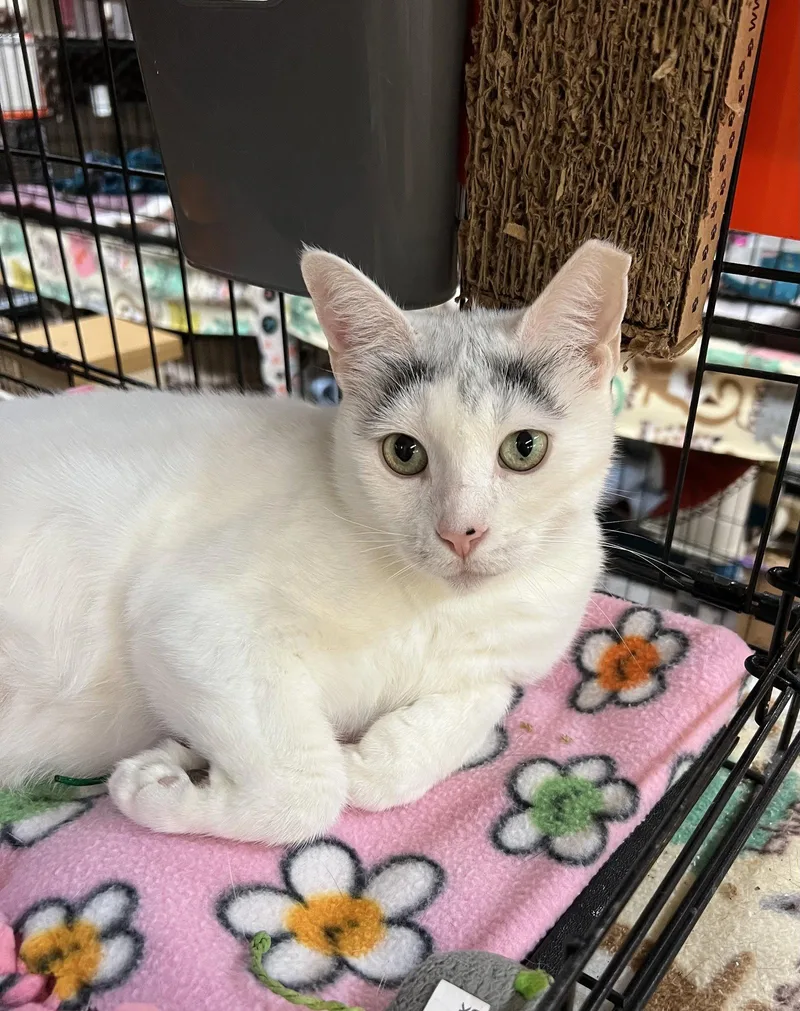 A young medium-sized female Domestic Short Hair cat named Nova for adoption in Blasdell, NY