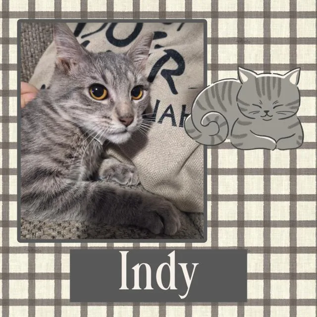 Indy