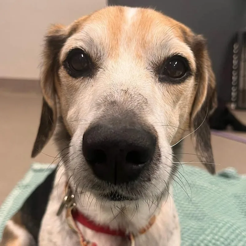 A senior medium-sized male Beagle dog named Miso for adoption in Mount Juliet, TN