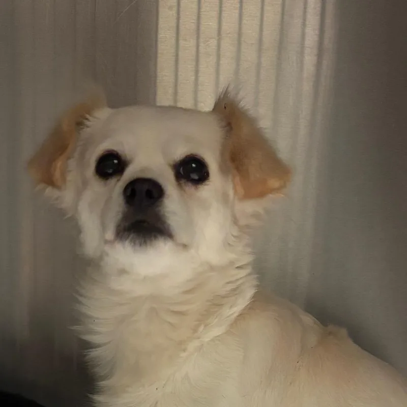 An adult small-sized female Apricot / Beige Mixed Breed dog named Constance for adoption in Lake Jackson, TX