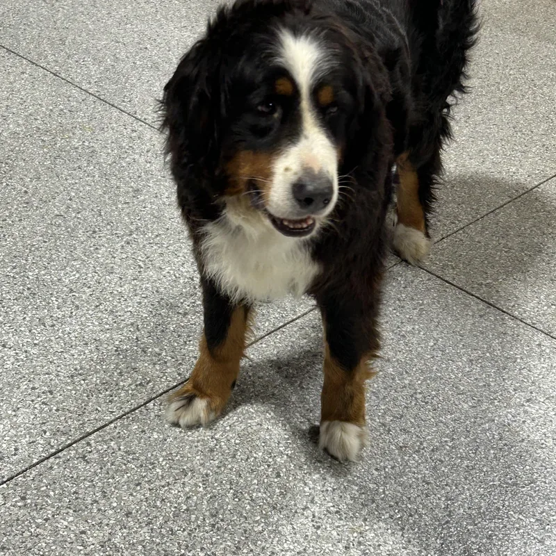 An adult large-sized female Tricolor (Brown, Black, & White) Bernese Mountain Dog dog named Lilly for adoption in Antwerp, OH