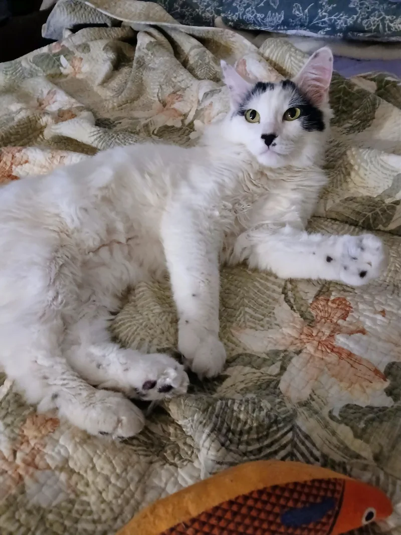 A young large-sized male Black & White / Tuxedo Norwegian Forest Cat cat named Ozzy for adoption in Las Vegas, NV