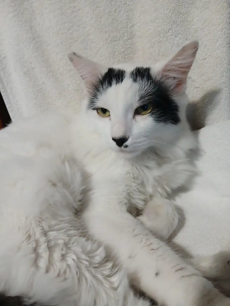 Ozzy thumbnail 3