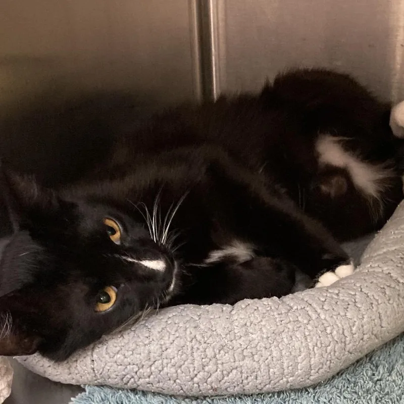A young medium-sized female Black Domestic Short Hair cat named Juliette for adoption in Port Charlotte, FL