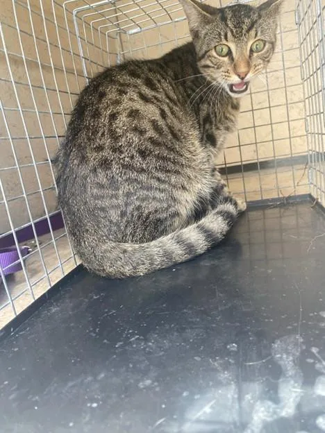 A young medium-sized male Domestic Short Hair cat named Gabe for adoption in Fort Myers, FL