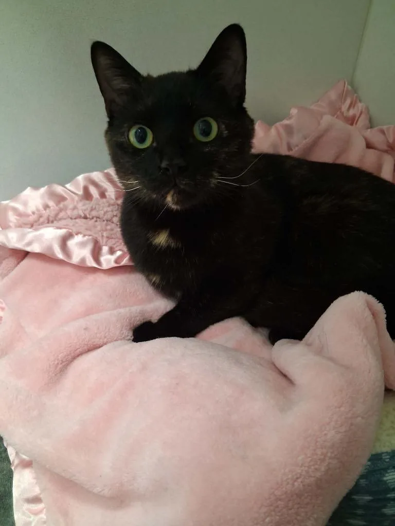 A young medium-sized female Domestic Short Hair cat named Brisket for adoption in Waverly, NY