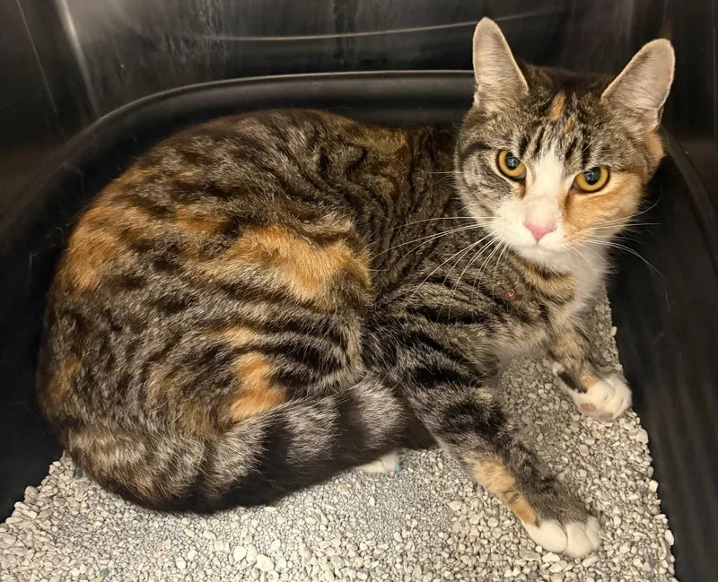 Dutchess thumbnail 2