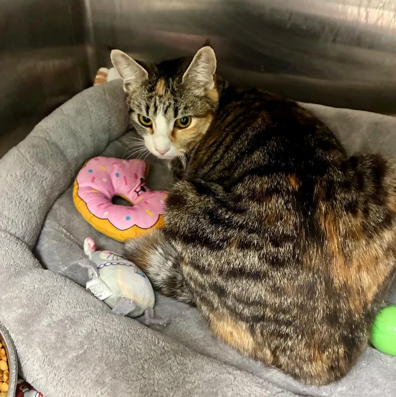 Dutchess thumbnail 3