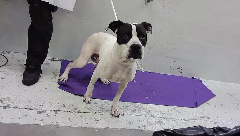 An adult large-sized male Staffordshire Bull Terrier dog named Ace for adoption in Houston, TX