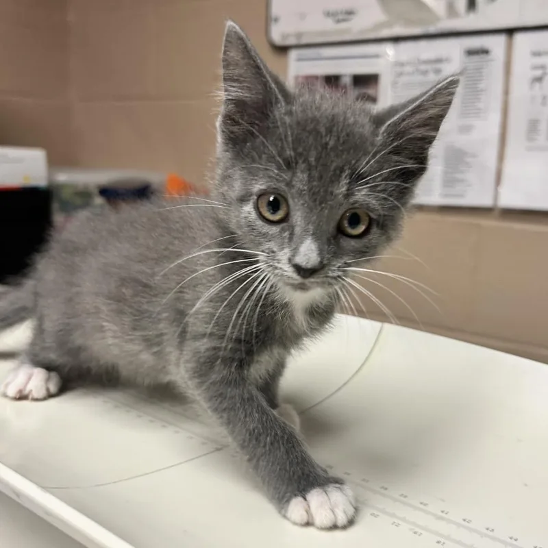 A baby small-sized female Gray / Blue / Silver Domestic Short Hair cat named Monopoly for adoption in Newport, NC
