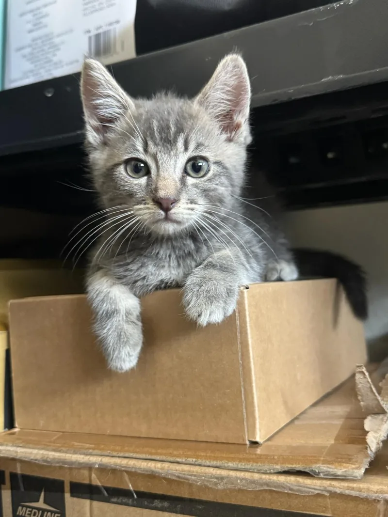 A baby medium-sized male Gray & White Domestic Medium Hair cat named Jimmy for adoption in Huntington Beach, CA
