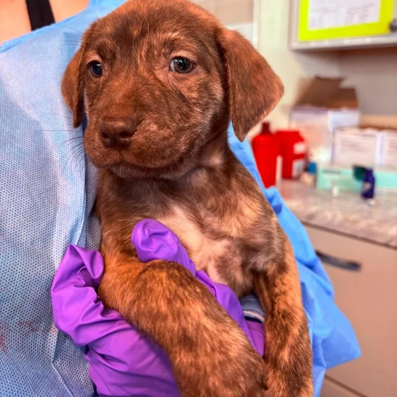A baby small-sized female Brindle Mixed Breed dog named Amore for adoption in Huntington, WV
