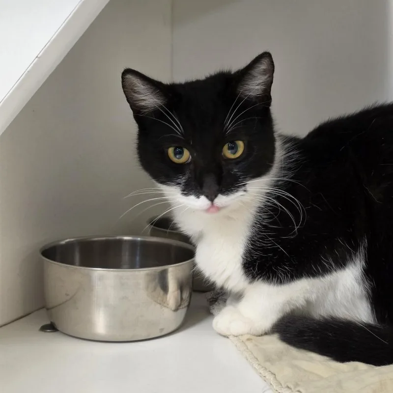 A young small-sized male Black Domestic Short Hair cat named Zorro for adoption in Troy, IL