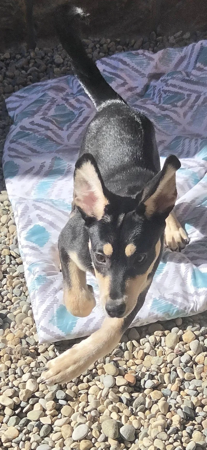 A baby medium-sized female Tricolor (Brown, Black, & White) Labrador Retriever dog named Tortellini for adoption in Sterling Heights, MI