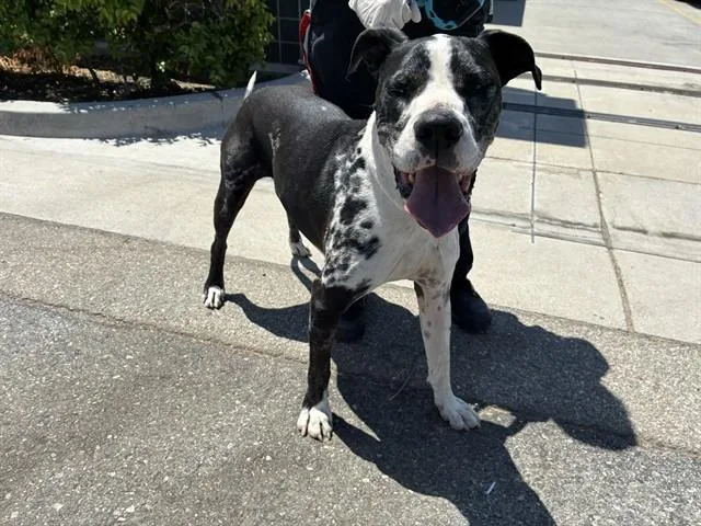 An adult large-sized male Pit Bull Terrier dog named Merle for adoption in Rancho Cucamonga, CA