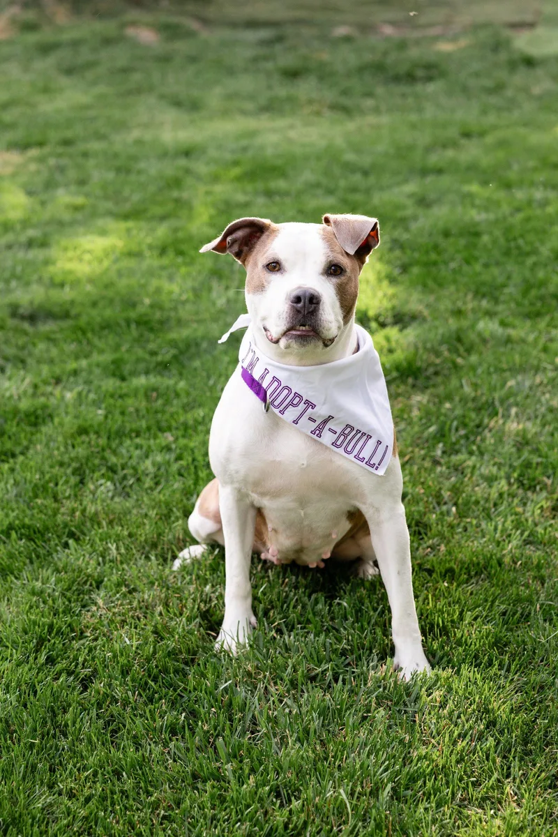 A young large-sized female Pit Bull Terrier dog named Bella Donna for adoption in Crete, IL